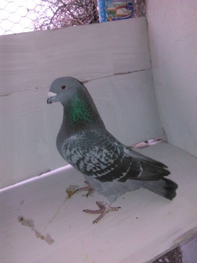 1960010_296733840537657_8039731022594119972_n