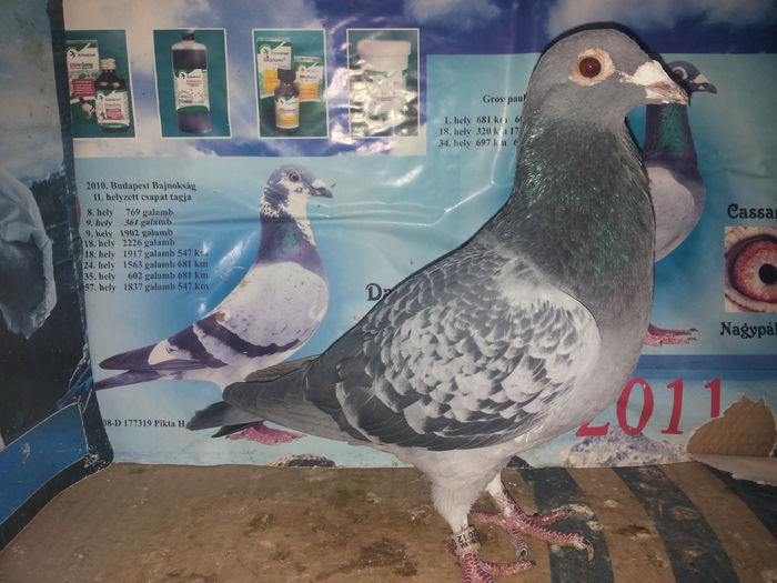 porumbei mulemans 068