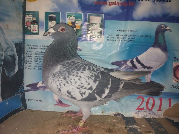 porumbei mulemans 069