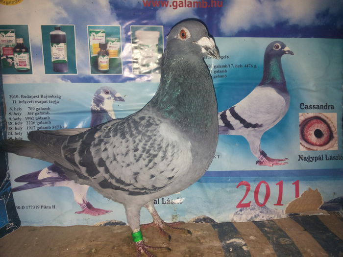 HUN 2010 selens vandut