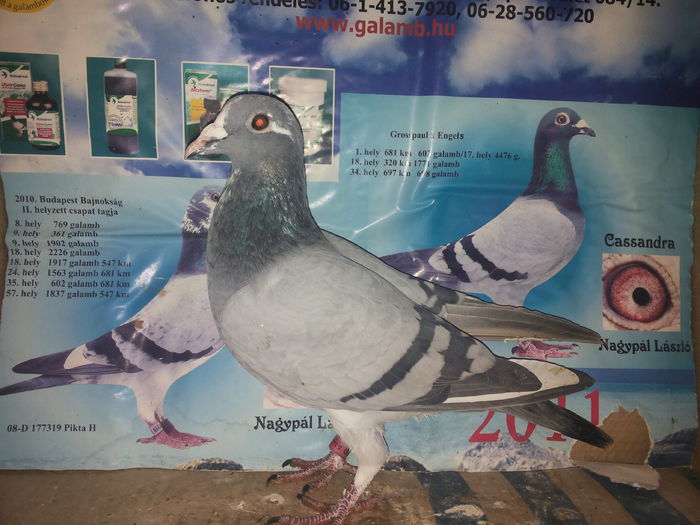 porumbei mulemans 114