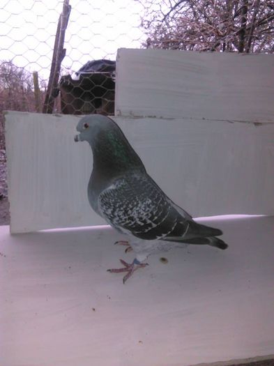 10689908_296733373871037_8750365322903854648_n