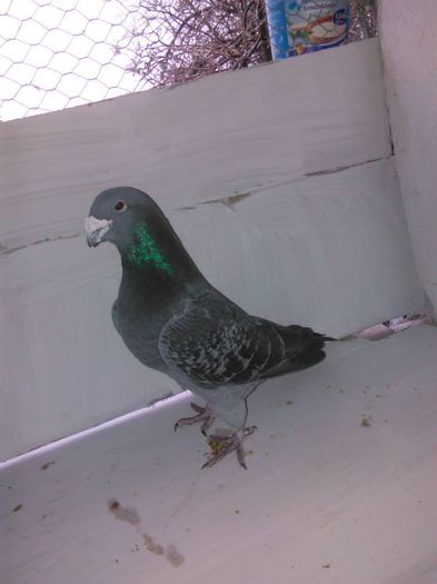 10154397_296734003870974_7252394216134428573_n