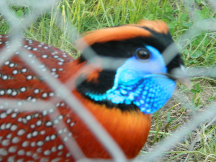 Picture 257 - Tragopan