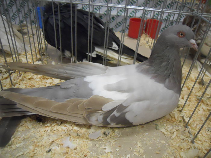 suceava (28) - 1531 Expo Suceava 2014