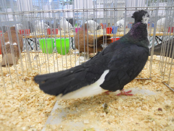 suceava (31) - 1531 Expo Suceava 2014