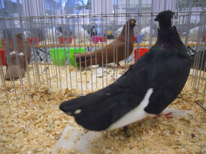 suceava (32) - 1531 Expo Suceava 2014