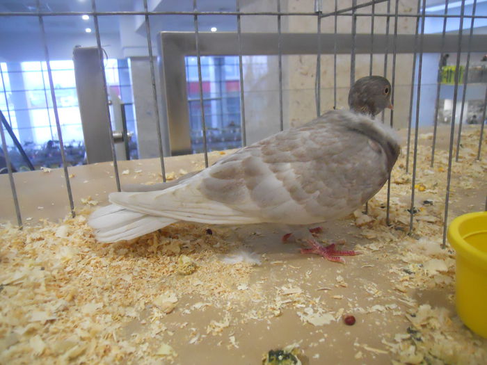 suceava (36) - 1531 Expo Suceava 2014