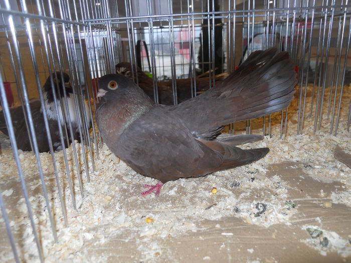 suceava (39) - 1531 Expo Suceava 2014