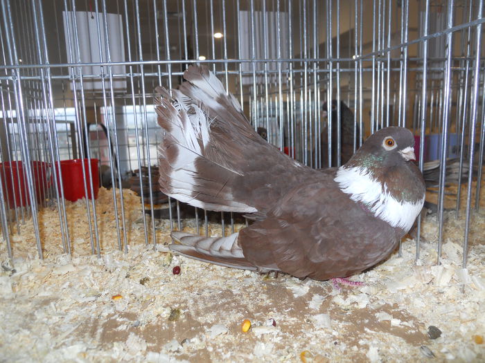 suceava (41) - 1531 Expo Suceava 2014