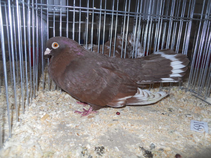 suceava (46) - 1531 Expo Suceava 2014