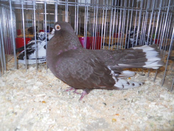 suceava (48) - 1531 Expo Suceava 2014