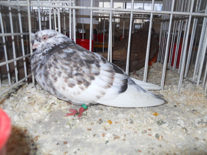 suceava (50) - 1531 Expo Suceava 2014