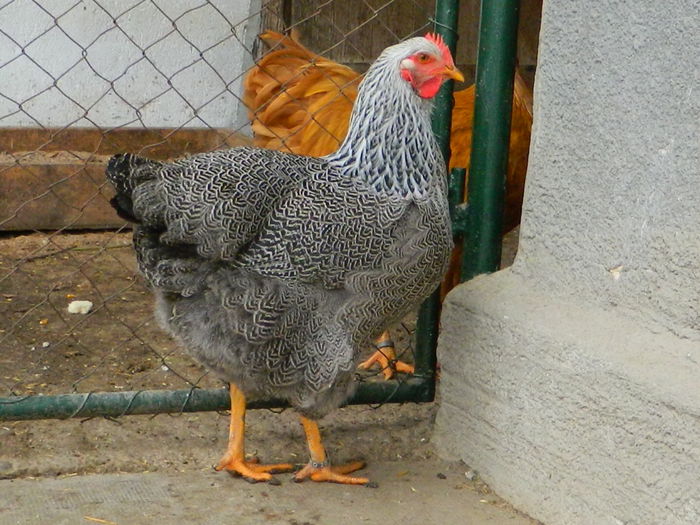 RSCN8430