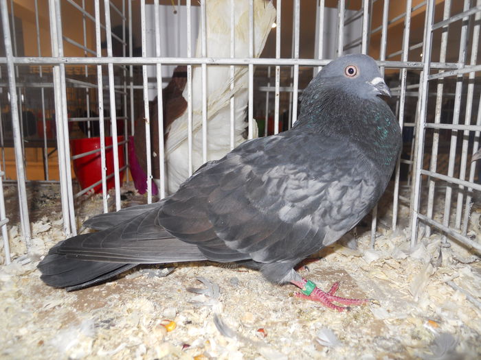 suceava (59) - 1531 Expo Suceava 2014