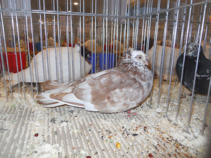 suceava (117) - 1531 Expo Suceava 2014