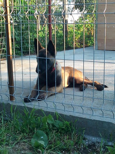 alpha - Femela ciobanesc belgian malinois