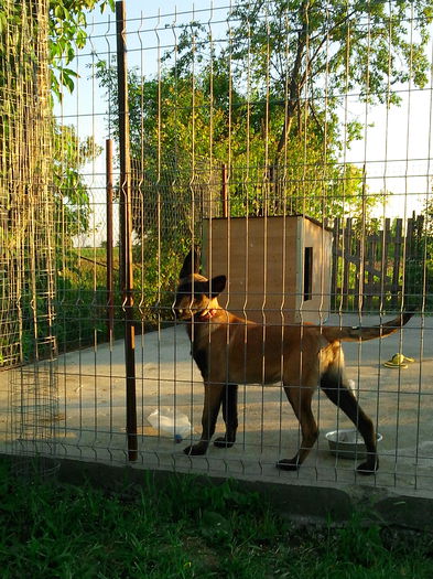 alpha - Femela ciobanesc belgian malinois