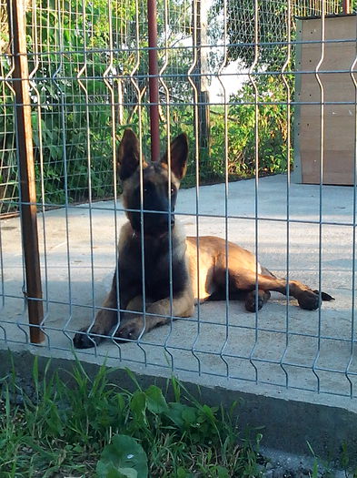 alpha - Femela ciobanesc belgian malinois