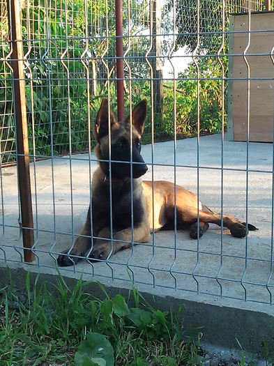 alpha - Femela ciobanesc belgian malinois