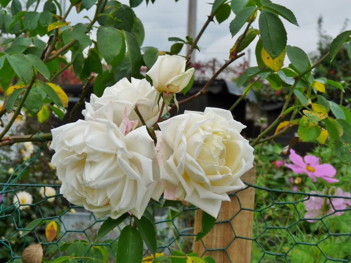 ; P1540180 (1280x960)
