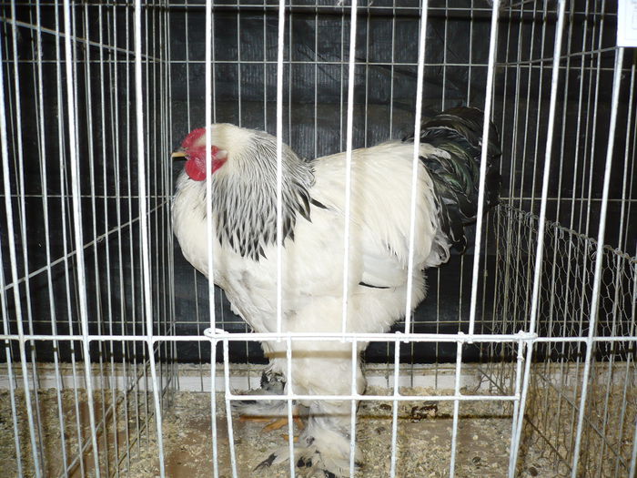 085 - EXPOZITIA NATIONALA SUCEAVA 2014