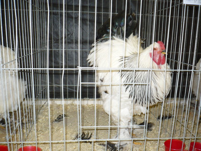 086 - EXPOZITIA NATIONALA SUCEAVA 2014