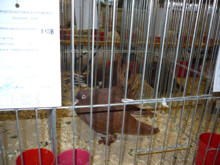 170 - EXPOZITIA NATIONALA SUCEAVA 2014
