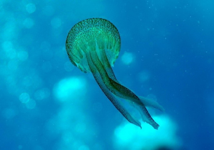 meduza - vietatile din oceane