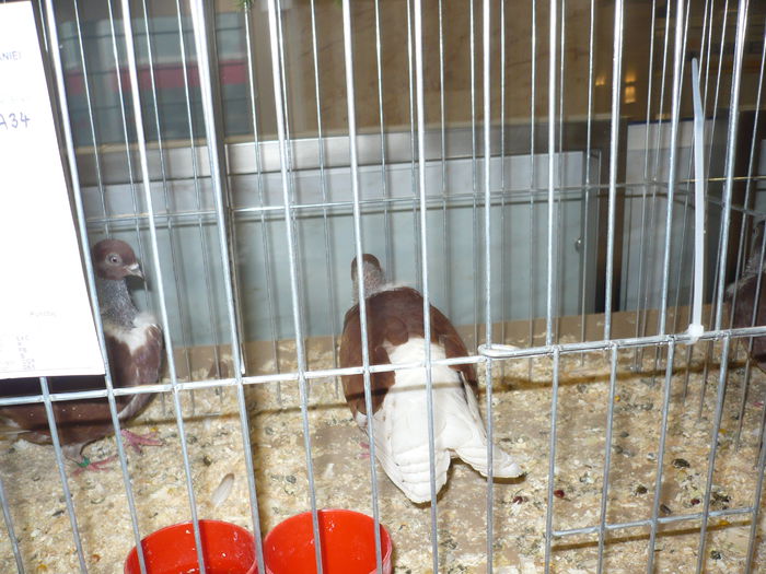 173 - EXPOZITIA NATIONALA SUCEAVA 2014