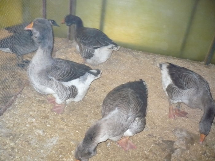 192 - EXPOZITIA NATIONALA SUCEAVA 2014