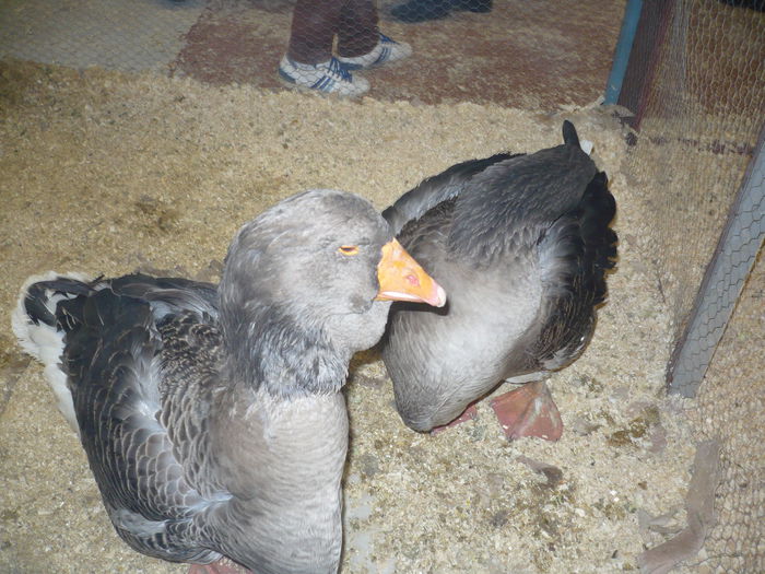 194 - EXPOZITIA NATIONALA SUCEAVA 2014