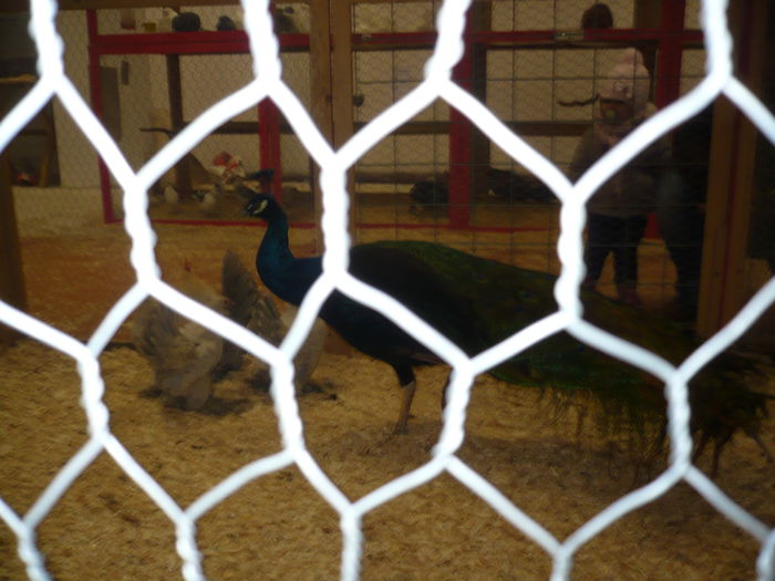 204 - EXPOZITIA NATIONALA SUCEAVA 2014