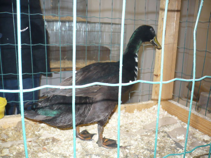 209 - EXPOZITIA NATIONALA SUCEAVA 2014