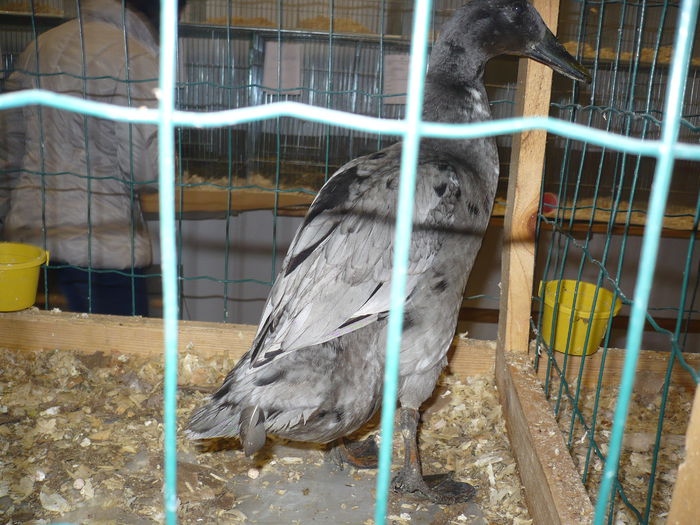 210 - EXPOZITIA NATIONALA SUCEAVA 2014