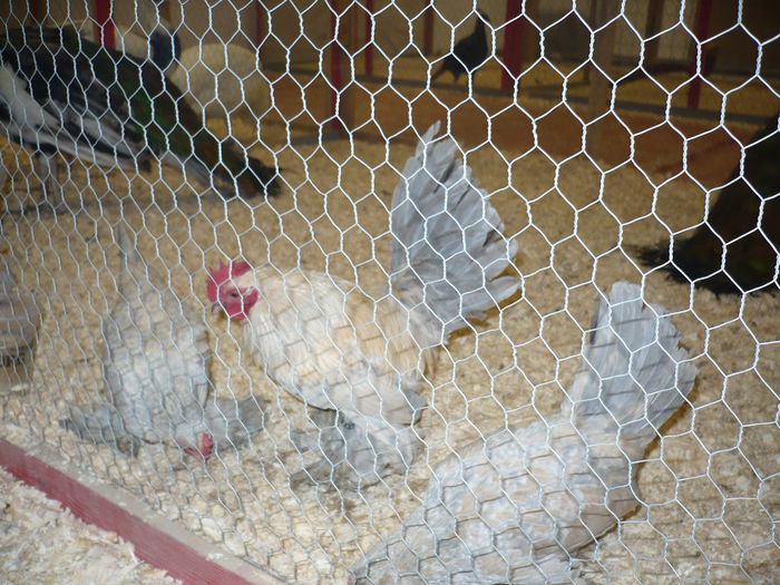 211 - EXPOZITIA NATIONALA SUCEAVA 2014