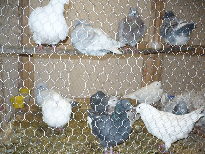 212 - EXPOZITIA NATIONALA SUCEAVA 2014