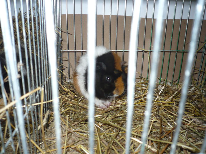 217 - EXPOZITIA NATIONALA SUCEAVA 2014