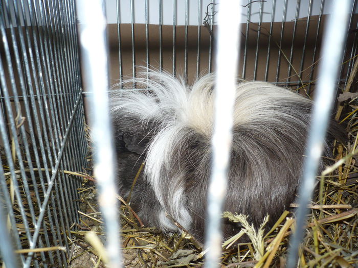 218 - EXPOZITIA NATIONALA SUCEAVA 2014