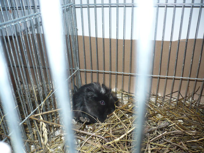 219 - EXPOZITIA NATIONALA SUCEAVA 2014