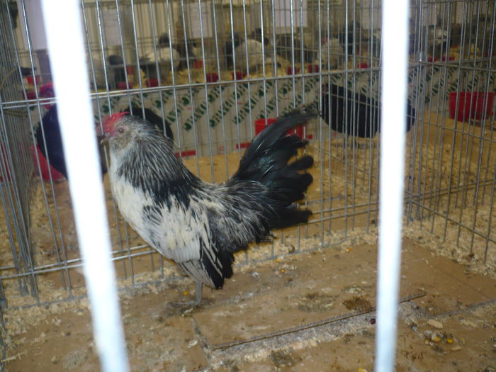 220 - EXPOZITIA NATIONALA SUCEAVA 2014
