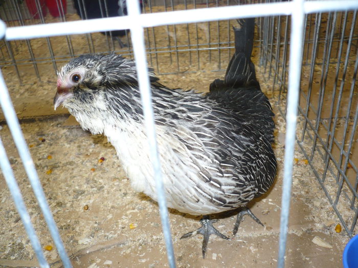 221 - EXPOZITIA NATIONALA SUCEAVA 2014