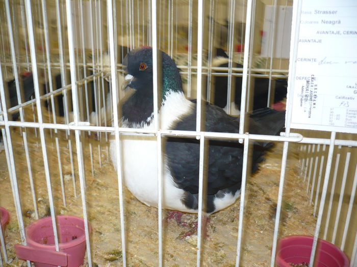 225 - EXPOZITIA NATIONALA SUCEAVA 2014