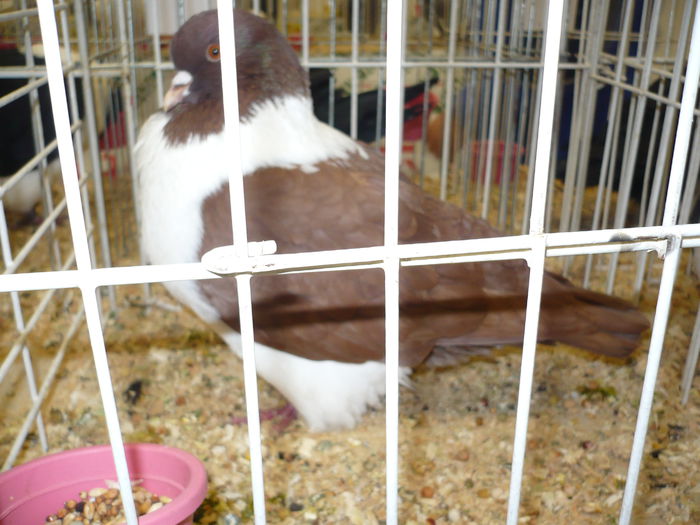 226 - EXPOZITIA NATIONALA SUCEAVA 2014