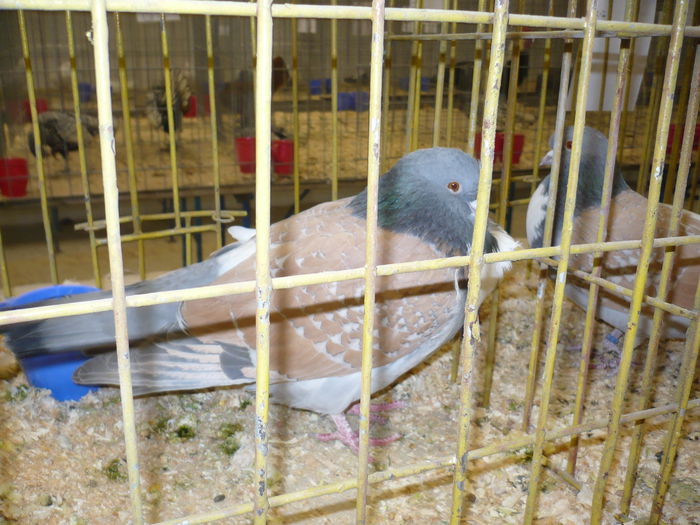 227 - EXPOZITIA NATIONALA SUCEAVA 2014