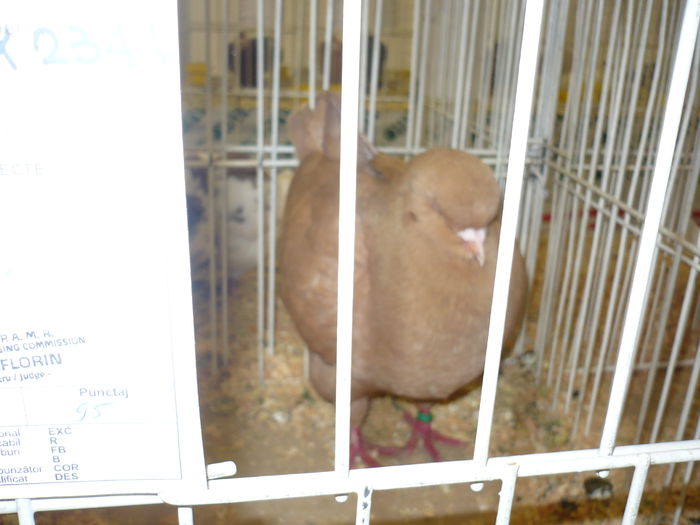 229 - EXPOZITIA NATIONALA SUCEAVA 2014