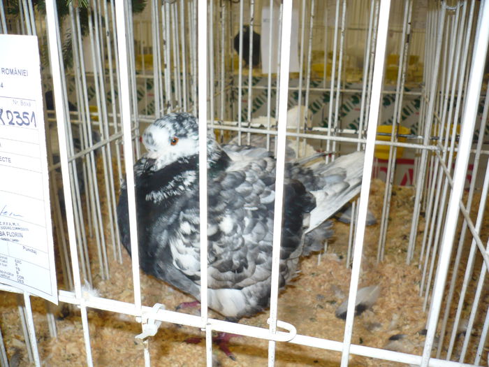 231 - EXPOZITIA NATIONALA SUCEAVA 2014