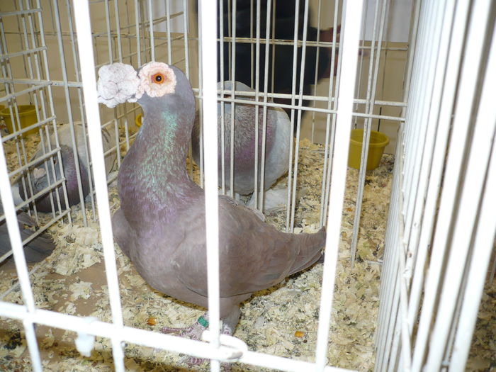 235 - EXPOZITIA NATIONALA SUCEAVA 2014