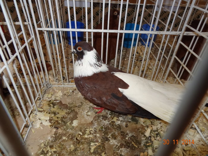 DSC03698 - 1--PORUMBEI NATIONALA SV-2014