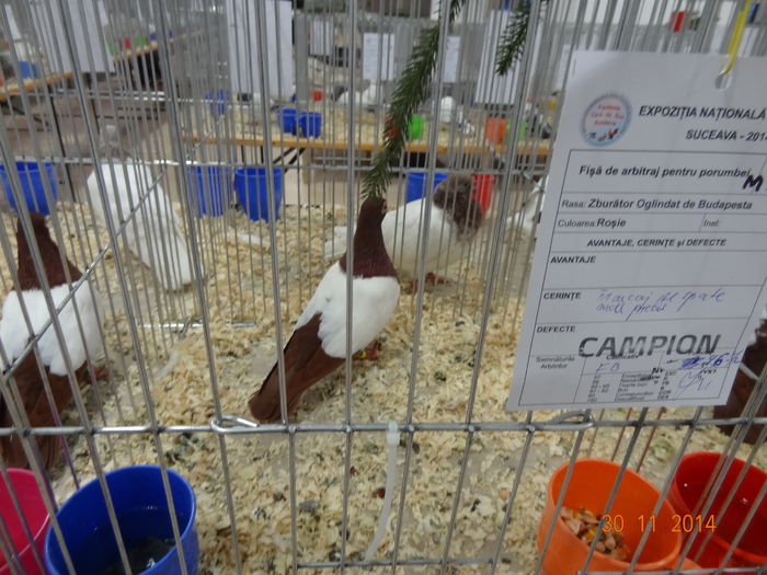 DSC03716 - 1--PORUMBEI NATIONALA SV-2014